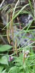 Great smokey mountain sedge